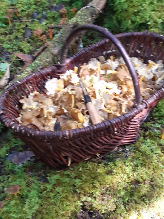 Gite "La Meluzine" Au Bord De La Riviere, Avallon, Vezelay, Morvan Magny  Exteriör bild