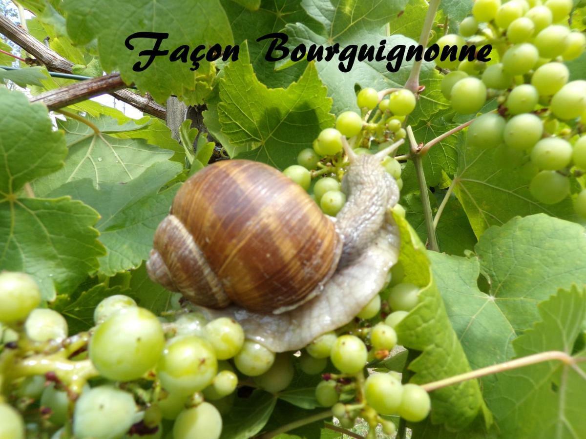 Gite "La Meluzine" Au Bord De La Riviere, Avallon, Vezelay, Morvan Magny  Exteriör bild